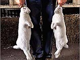 Во Франции охотник заплатил 3,5 тысячи евро за то, что убил слишком мало кроликов
