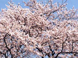 Марафонские забеги по нескольким разрядам были приурочены к городскому празднику цветения сакуры. Однако, как выяснилось позже, аллеи с японской вишней уже давно облюбовали пчелы