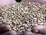 Казахстан намерен прекратить экспорт зерна