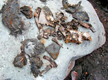 Родственники одного из пропавших без вести после схода ледника Колка в 2002 году в Кармадонском ущелье Северной Осетии - Иранбека Цирихова - сдали анализы на ДНК-исследование для идентификации костных останков