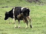 В Испании два человека умерли от "коровьего бешенства"