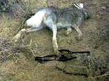 Жестокие методы добычи диких животных запрещены: Госдума ратифицировала международное соглашение