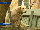 В Москве скончался растерзанный бездомными собаками мужчина. Стая продолжает охоту на людей