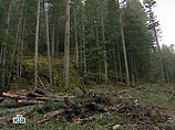 Березовский отвоевал у федеральных властей 1200 гектаров лесных угодий