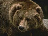 Французский суд оправдал убийцу пocледнeй caмки бypoгo мeдвeдя в Пиренеях Французский суд оправдал убийцу пocледнeй caмки бypoгo мeдвeдя в Пиренеях