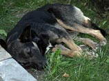 В управлении Роспотребнадзора по КЧР агентству сообщили, что с начала года в Черкесске от укусов бродячих собак пострадало порядка 130 человек