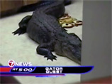 Пожилая жительница американского штата Флорида, зайдя на кухню своего дома, обнаружила аллигатора длиной более 2,5 метров