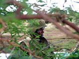 За минувшие сутки в ходе нескольких вооруженных столкновений между военными армии Шри-Ланки и боевиками группировки "Тигры освобождения Тамил Илама" (ТОТИ) уничтожены 35 сепаратистов, а также погибли семь военнослужащих