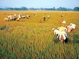 Создание нового картеля вызвано стремительным ростом цен на рис из-за подорожания горючего, засухи и увеличения мирового спроса