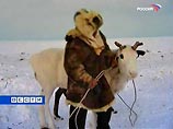 У Чукотки не вышло продавать оленину в Приморье, из остатков мяса наделают тушенки У Чукотки не вышло продавать оленину в Приморье, из остатков мяса наделают тушенки
