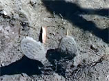 В захоронении найдены также солдатские сапоги, целлулоидный подворотничок и солдатский медальон-капсула