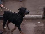 В Одессе инвалидам запретили выгуливать опасных собак, а детям - животных вообще