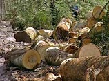 Лесорубы в Ростовской области поменяли незаконно срубленную белую акацию на колбасу Лесорубы в Ростовской области поменяли незаконно срубленную белую акацию на колбасу