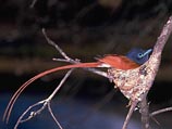 Ученые пришли к выводу: птицы могут различать значительно больше цветов, чем люди Ученые пришли к выводу: птицы могут различать значительно больше цветов, чем люди