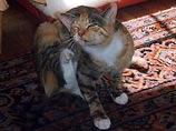 Во Франции посадили в тюрьму мужчину, окунувшего соседскую кошку в ведро с кислотой Во Франции посадили в тюрьму мужчину, окунувшего соседскую кошку в ведро с кислотой