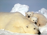 Власти США берут под защиту белых медведей. Это чревато ограничениями на экономическую деятельность в Арктике