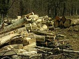 74,5 га земельных угодий было сдано в аренду Новолипецкому металлургическому комбинату, который осуществил вырубку лесных насаждений