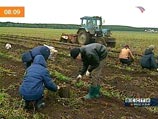 Всемирный банк: Россияне работают много, но крайне неэффективно Всемирный банк: Россияне работают много, но крайне неэффективно