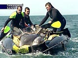 Животные на планете катастрофически вымирают, тревожатся британские зоологи Животные на планете катастрофически вымирают, тревожатся британские зоологи