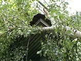 Штормовой ветер в Великом Новгороде обрушил примерно 25-метровое дерево на жилой дом, никто не пострадал