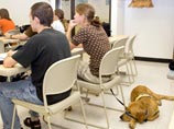 Университет США вручил годовалому псу степень бакалавра: он хорошо ухаживает за инвалидами