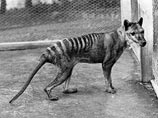 Ученым удалось клонировать тасманийского тигра