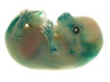 Гены удалось вживить в эмбрионы мышей