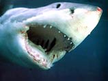 У берегов Мексики акула загрызла 21-летнего серфингиста