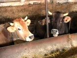 Снижение производства продукции сельского хозяйства в стране до до 97,6 млн долл было обусловлено спадом в этот период производства продукции животноводства на 25,4% Снижение производства продукции сельского хозяйства в стране до до 97,6 млн долл было обусловлено спадом в этот период производства продукции животноводства на 25,4%