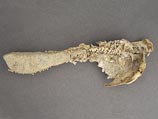 Находка показывает, что основной корпус тела, из которого развились потом прочие позвоночные, включая и человека, существовал уже 380 миллионов лет назад