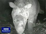 Сотрудникам Всемирного фонда дикой природы удалось запечатлеть редчайшего носорога, но тот разбил им камеру 