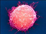 Бразильские ученые до конца года получат стволовые клетки человеческого эмбриона