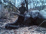 В Индии застрелен бродячий слон-убийца по кличке "Усама бен Ладен". Опасное животное за последние несколько месяцев убило 11 человек и нанесло травмы нескольким десяткам жителей