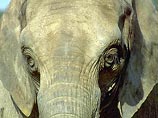 В Индии убит неуловимый слон-террорист по кличке "Усама бен Ладен"