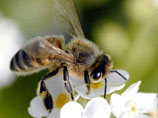Пчелы могут понимать язык танца своих родственниц с других континентов, выяснили ученые