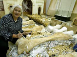 Найденный в РФ скелет предка мамонта может попасть в книгу Гиннесса за то, что "хорошо сохранился"