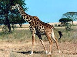 Израильские раввины, проведя эксперимент, признали молоко жирафов кошерным
