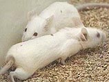 Ученые обнаружили, что эпилептические припадки можно убрать, открывая ионный канал Ученые обнаружили, что эпилептические припадки можно убрать, открывая ионный канал