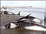 Пятьдесят пять редких бесклювых дельфинов выбросились на берег Мадагаскара и погибли