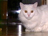 Новгородский кот из-за горячей любви к хозяйке начал ходить в сауну