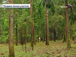 Незаконная распродажа за бесценок элитных лесов вызвала ажиотаж в СМИ и заинтересовала государственные органы