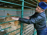 "Рамзан Кадыров треплет гривы львов из личного зоопарка, также как треплет всех неугодных" "Рамзан Кадыров треплет гривы львов из личного зоопарка, также как треплет всех неугодных"