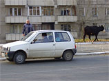 В уральском Качканаре появился "эвакуатор" бродячих коров, грозящих сорвать конкурс на лучшую клумбу