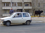 В уральском Качканаре появился "эвакуатор" бродячих коров, грозящих сорвать конкурс на лучшую клумбу В уральском Качканаре появился "эвакуатор" бродячих коров, грозящих сорвать конкурс на лучшую клумбу