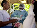 В Индонезии от птичьего гриппа скончались еще двое: общее число жертв достигло 110 человек. Власти утверждают, что эпидемии нет