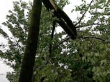 Ураган в Ростове-на-Дону - буря валит   деревья, удары молнии нарушили энергоснабжение 
