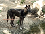 В зоопарке швейцарского Базеля 10-летний школьник упал в вольер с волками