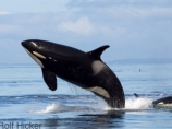 Чили ввела постоянный запрет на промысел китов в своих территориальных водах