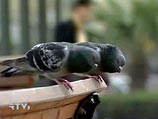 Заключенным бразильской тюрьмы голуби доставляли наркотики Заключенным бразильской тюрьмы голуби доставляли наркотики