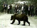 В селе Каменское Пенжинского района Корякского округа (Камчатский край) застрелен медведь, забредший на территорию местной больницы и напугавший пациентов
